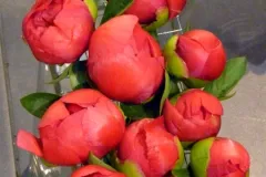  50 jaar BFAS op 18 mei 2017 - 50 ans BFAS - 18 mai 2017-017