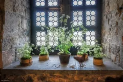 Een middeleeuws kasteel in bloemen - Château médieval en Fleurs - 20 may 2019-017