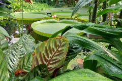 Jardin-botanique-Jean-Marie-Pelt-a-Nancy-1