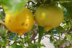 Jardin-botanique-Jean-Marie-Pelt-a-Nancy-3