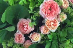 Activiteiten 2018 - Activités 2018