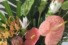 Plantentuin Meise – juni 2018 - Jardin Botanique Meise – juin 2018-006