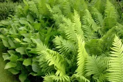 Tuinenrally 5 juni 2012 - 	Rallye-jardins - 5 juin 2012  -10