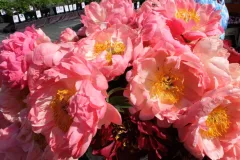 Activiteiten 2016 - Activités 2016