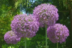 Tuinrally 9 juni 2016 - Rally jardin - 9 juin 2016-04