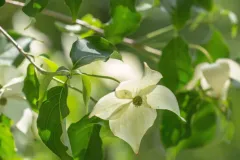 Tuinrally 9 juni 2016 - Rally jardin - 9 juin 2016-13