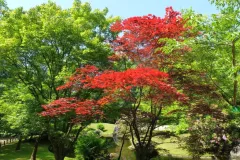 Tuinrally 9 juni 2016 - Rally jardin - 9 juin 2016-17