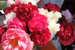 Tuinrally 9 juni 2016 - Rally jardin - 9 juin 2016-18