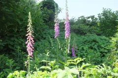 Tuinrally 9 juni 2016 - Rally jardin - 9 juin 2016-22