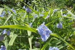 Tuinrally 9 juni 2016 - Rally jardin - 9 juin 2016-24