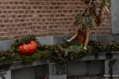 2_le-gland-et-la-citrouille