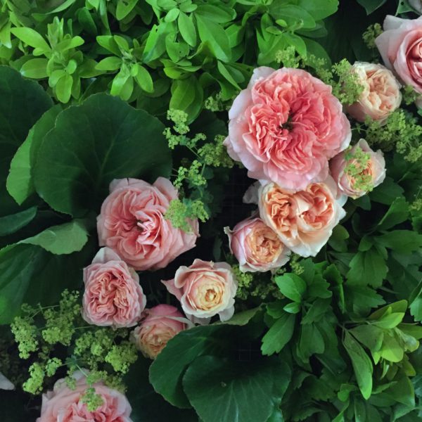 Plantentuin Meise – juni 2018